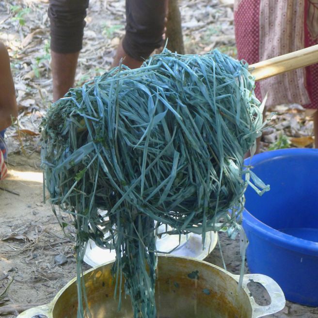 Raw indigo plant material prepared for traditional natural dye extraction, emphasising sustainable sourcing.