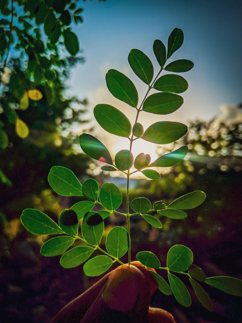 Fresh moringa leaves held in sunlight, representing natural healing and Africa’s botanical legacy.
