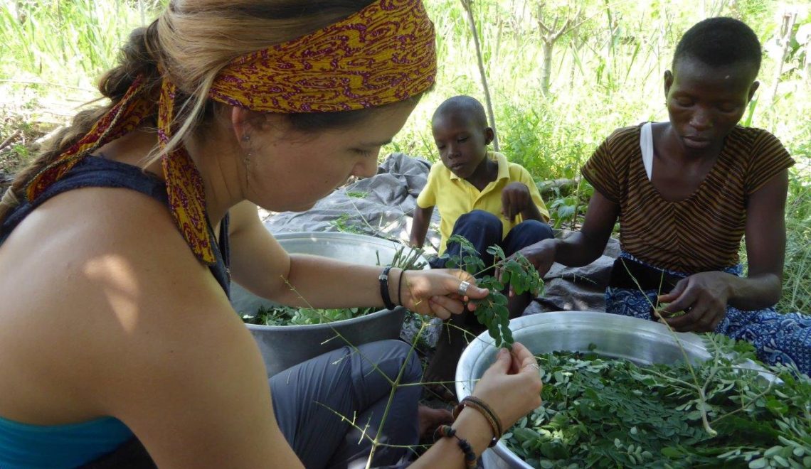  A picture of people preparing moringa, showing how African roots are affecting Modern wellness.

