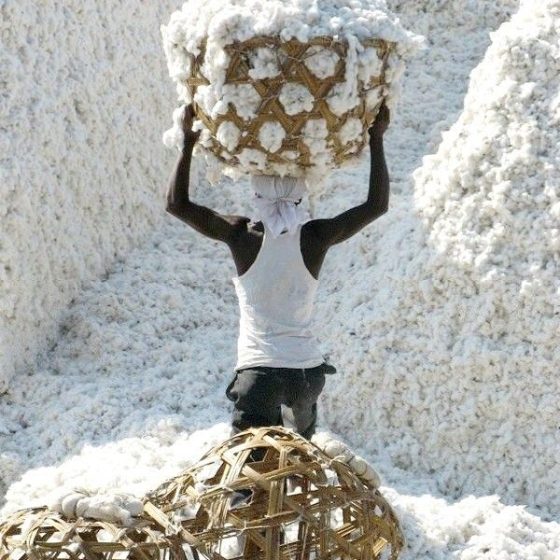 The Global Migration of Cotton: How One Fibre Connected Civilisations and Closets