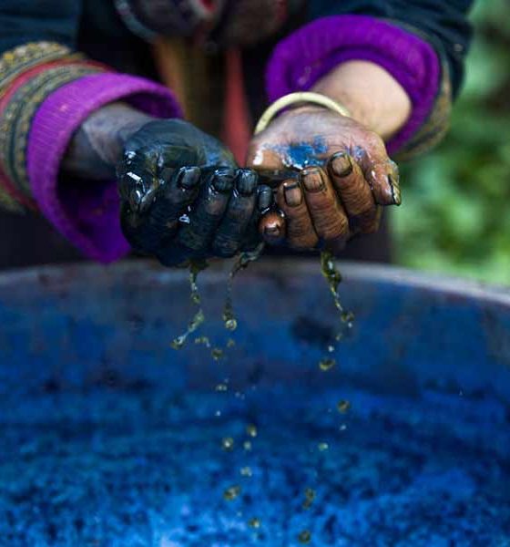 The Biography Of Indigo: From Colonial Currency To Blue Gold