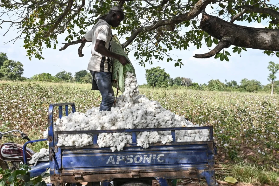 Africa grows cotton. Asia Spins the Yarn. Who Profits?