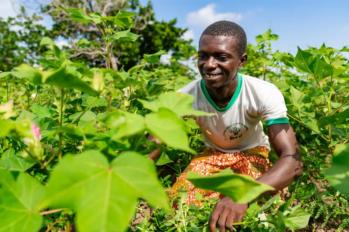 Sourcing Sustainable and Organic Cotton in Africa: From Burkina Faso's Fields to the Finished Garment