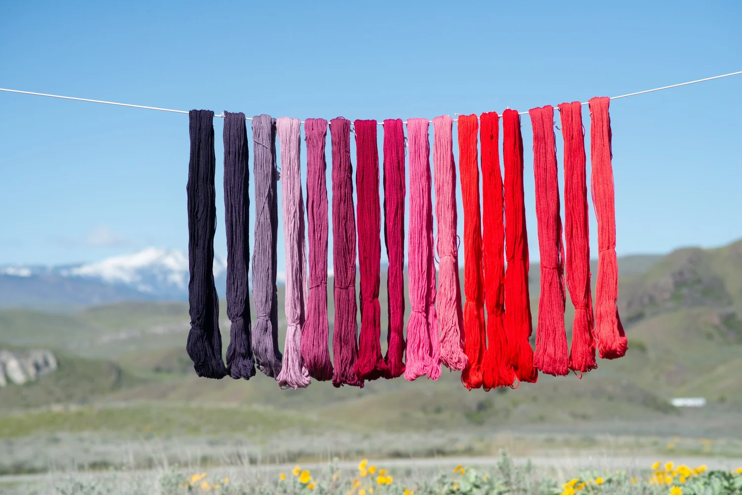 What Cochineal Is and Where It Comes From